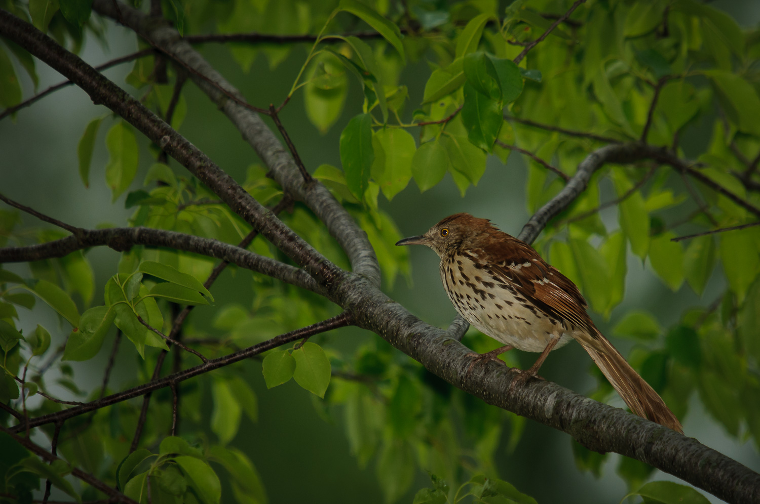 BROWN THRASHER