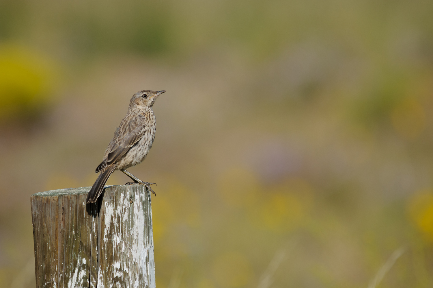 SAGE THRASHER