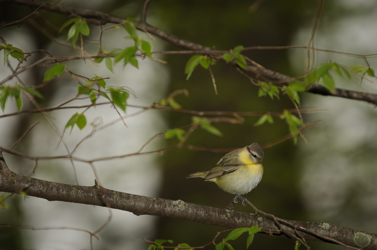 PHILADELPHIA VIREO