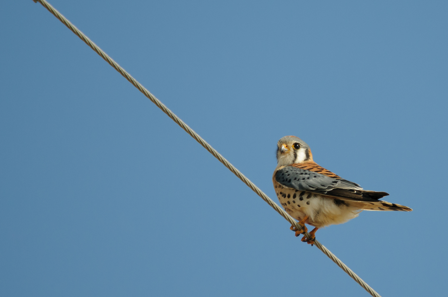 AMERICAN KESTREL ♂️