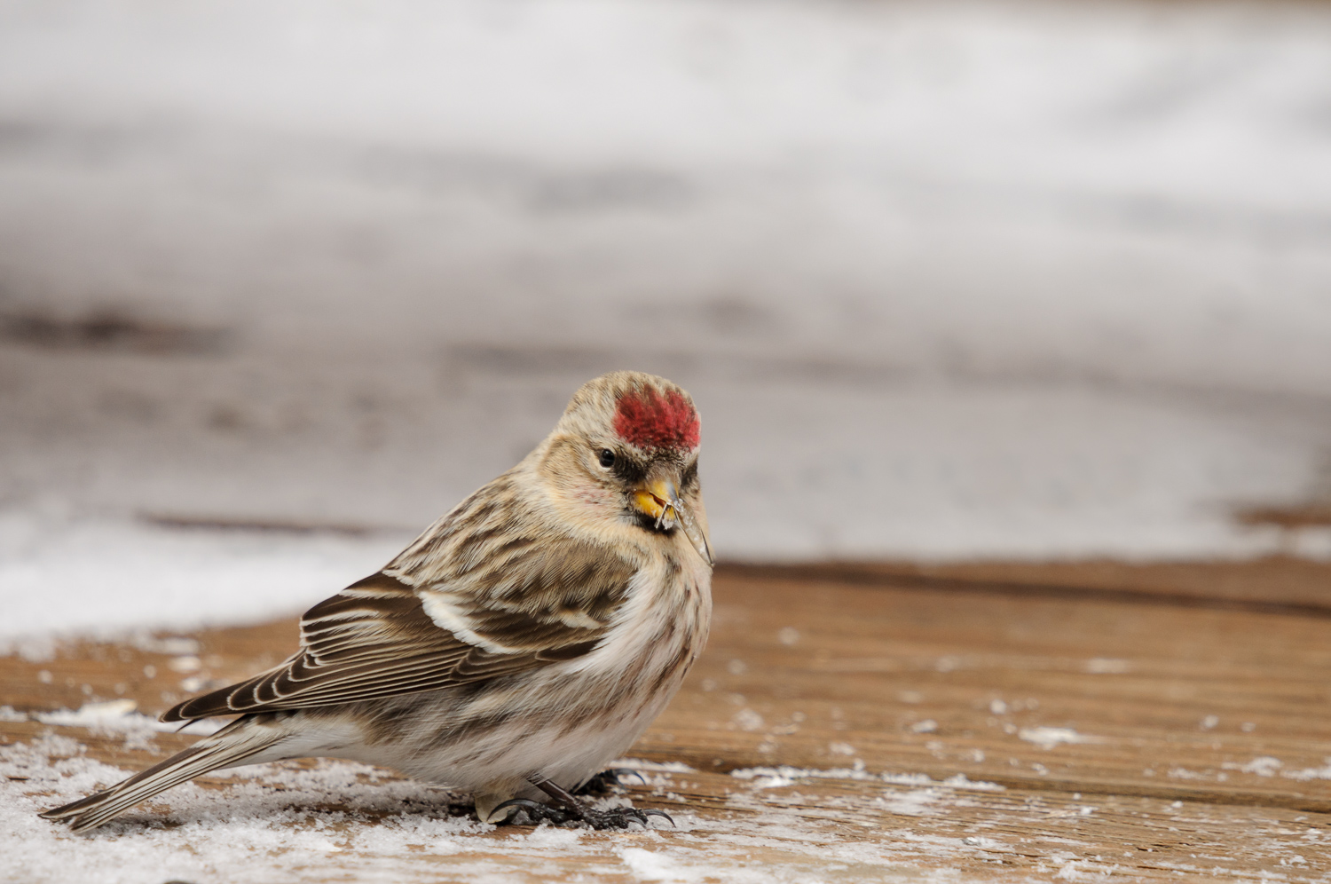 COMMON REDPOLL