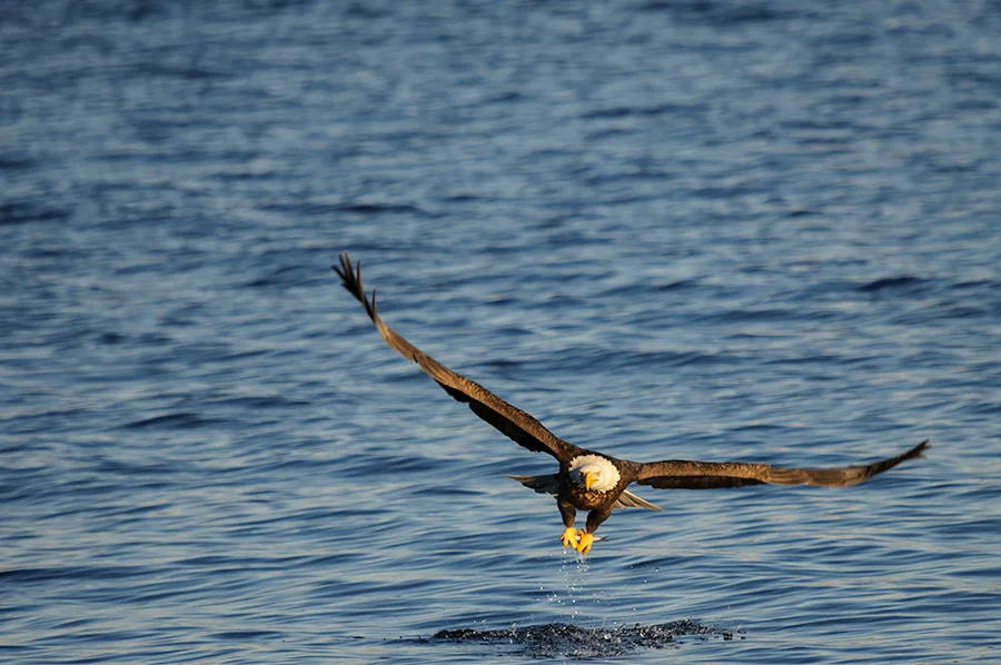 Bald Eagle 2015-2