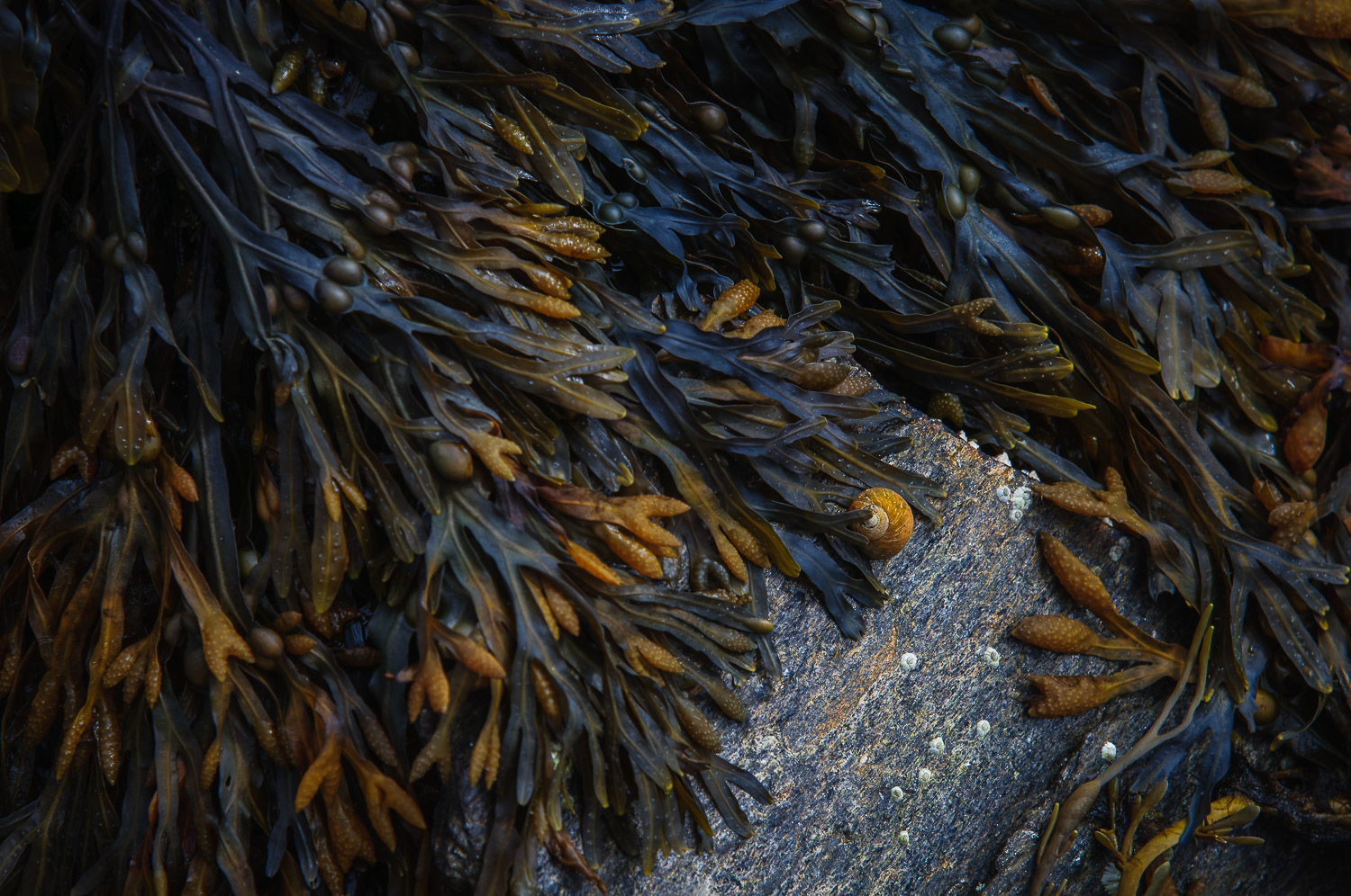  Sea weed, Bayley Island 