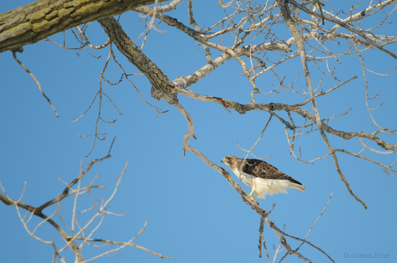 Nikon D300s, Sigma 50-500mm / f4.5-6.3 APO DG HSM