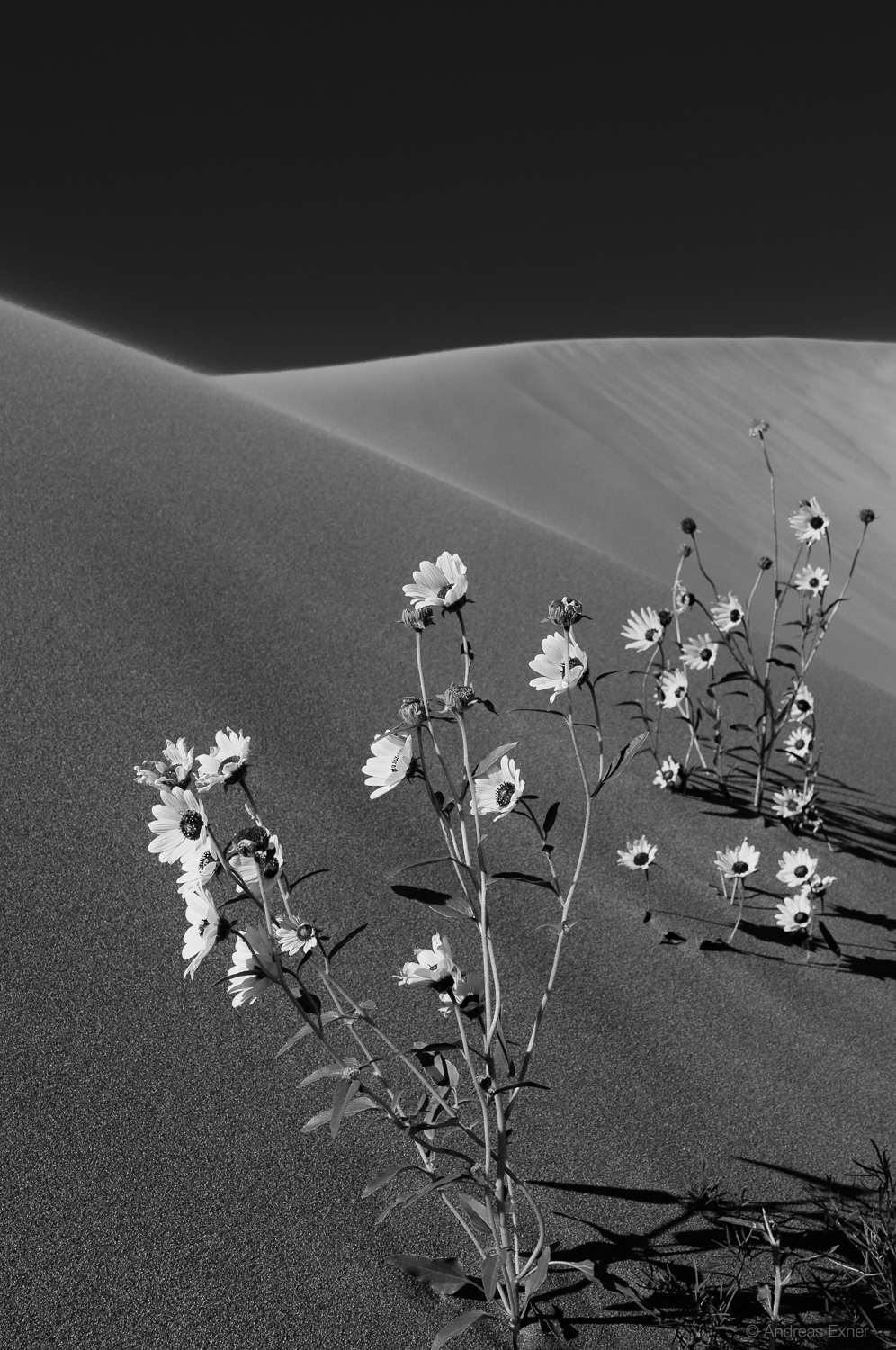 Living on the edge - Great Sand Dunes National Park, August 2014 Nikon D300s, Nikkor 24-120mm / f4, at 48 mm, 1/750s, f8, ISO200