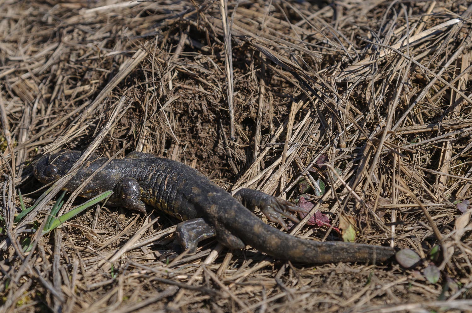 All images: Nikon D300s, Sigma 50-500mm / f4.5-6.3 APO DG HSM, tripod, gimbal head