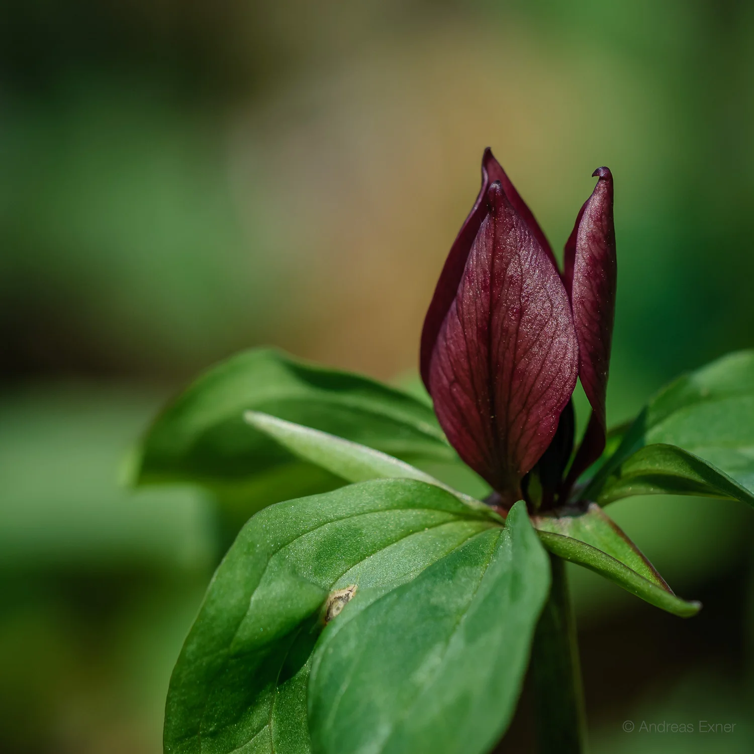 Red Trillium