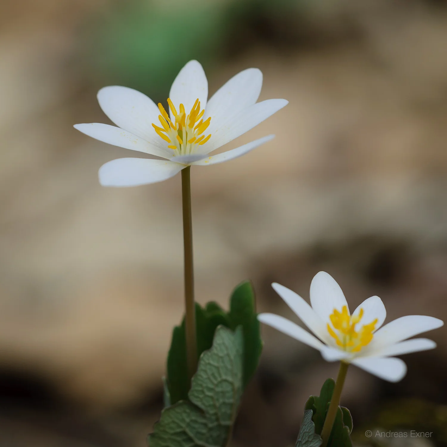 Bloodroot