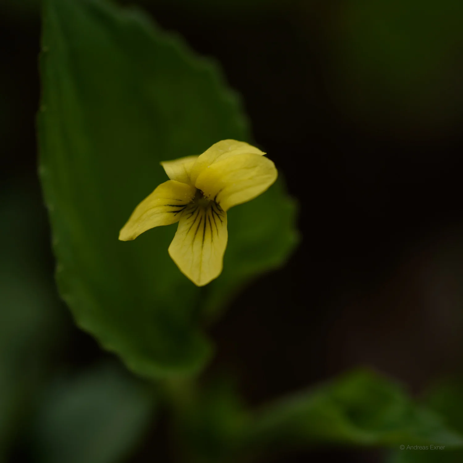 Downy Little Violet