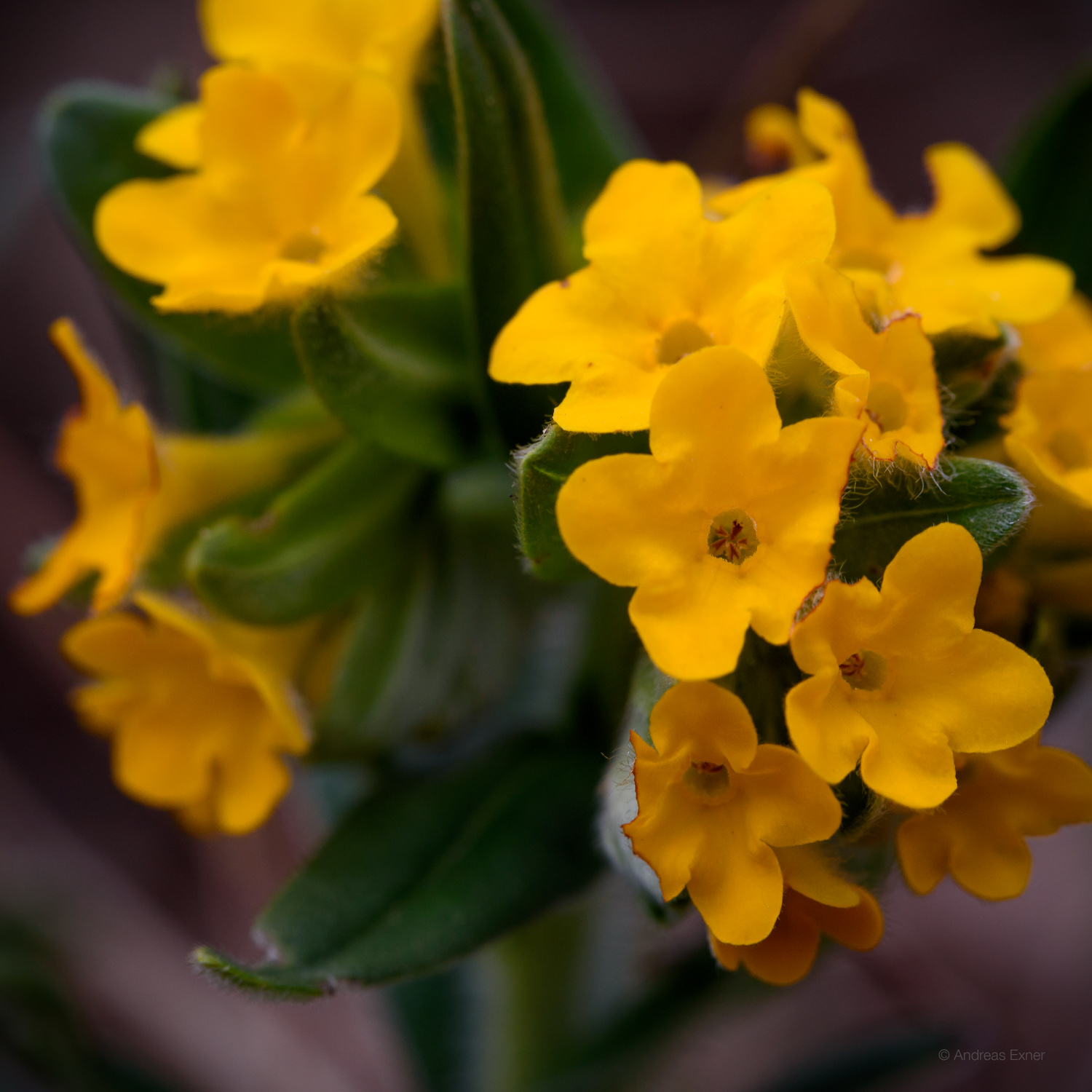Hairy Puccoon