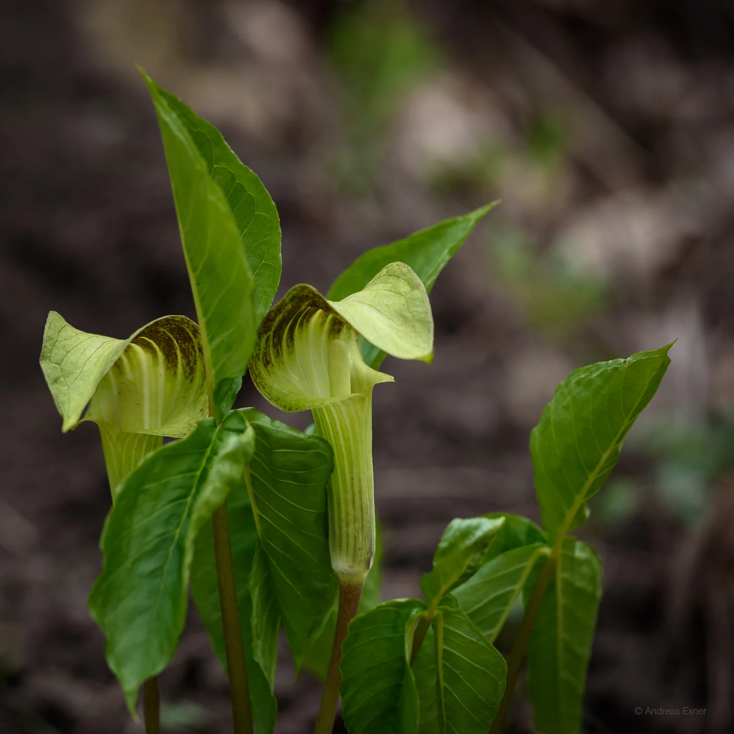 Jack in the Pulpit