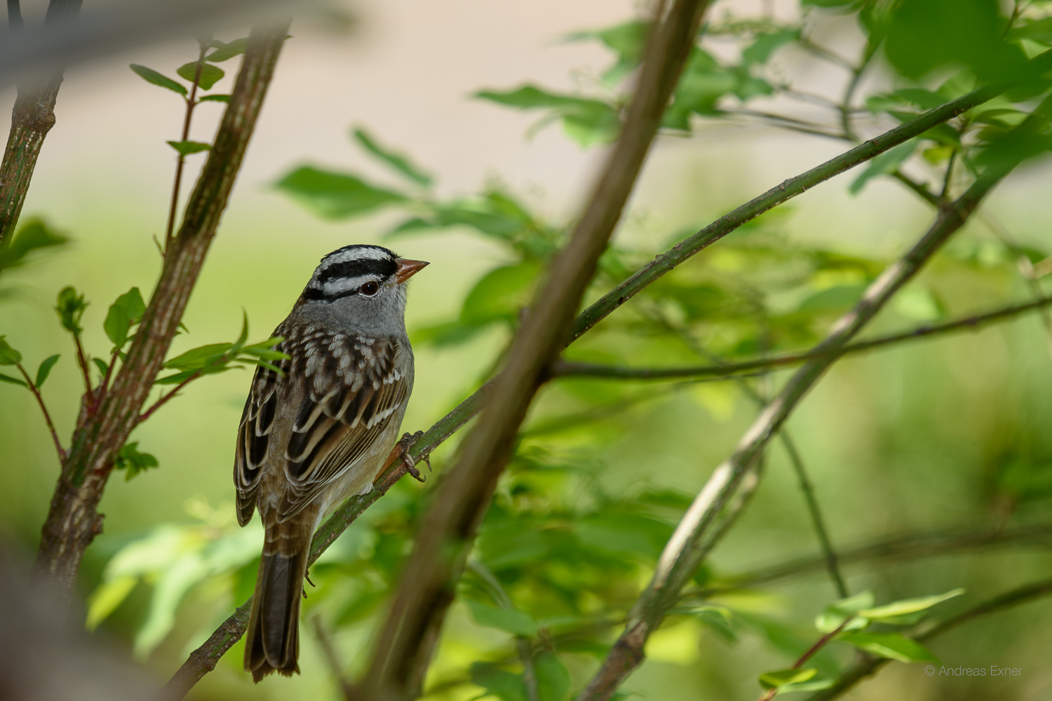 WHITE-CROWNED SPARROW