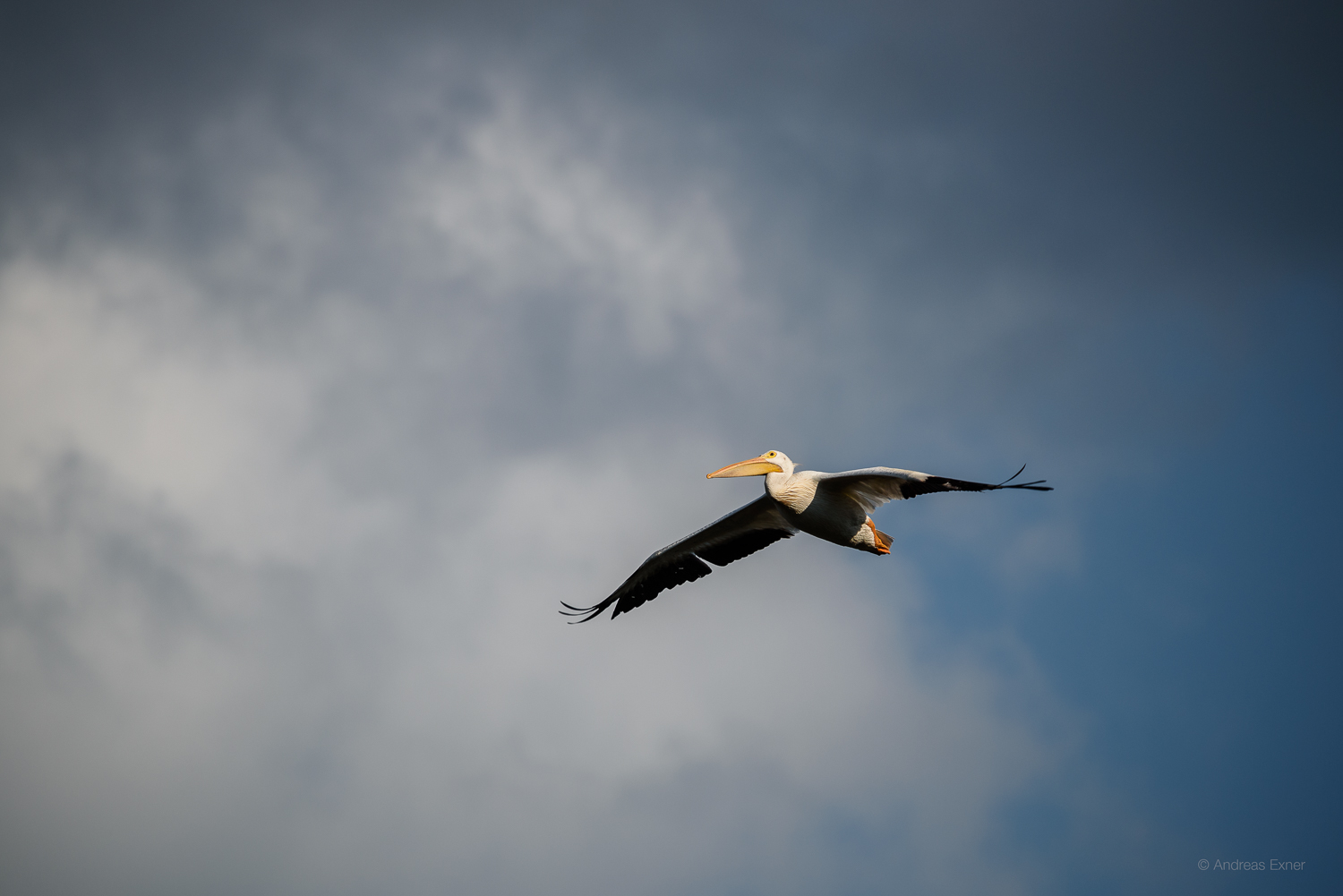 Nikon D750, Sigma 50-500mm / f4.5-6.3 APO DG HSM, at 420 mm