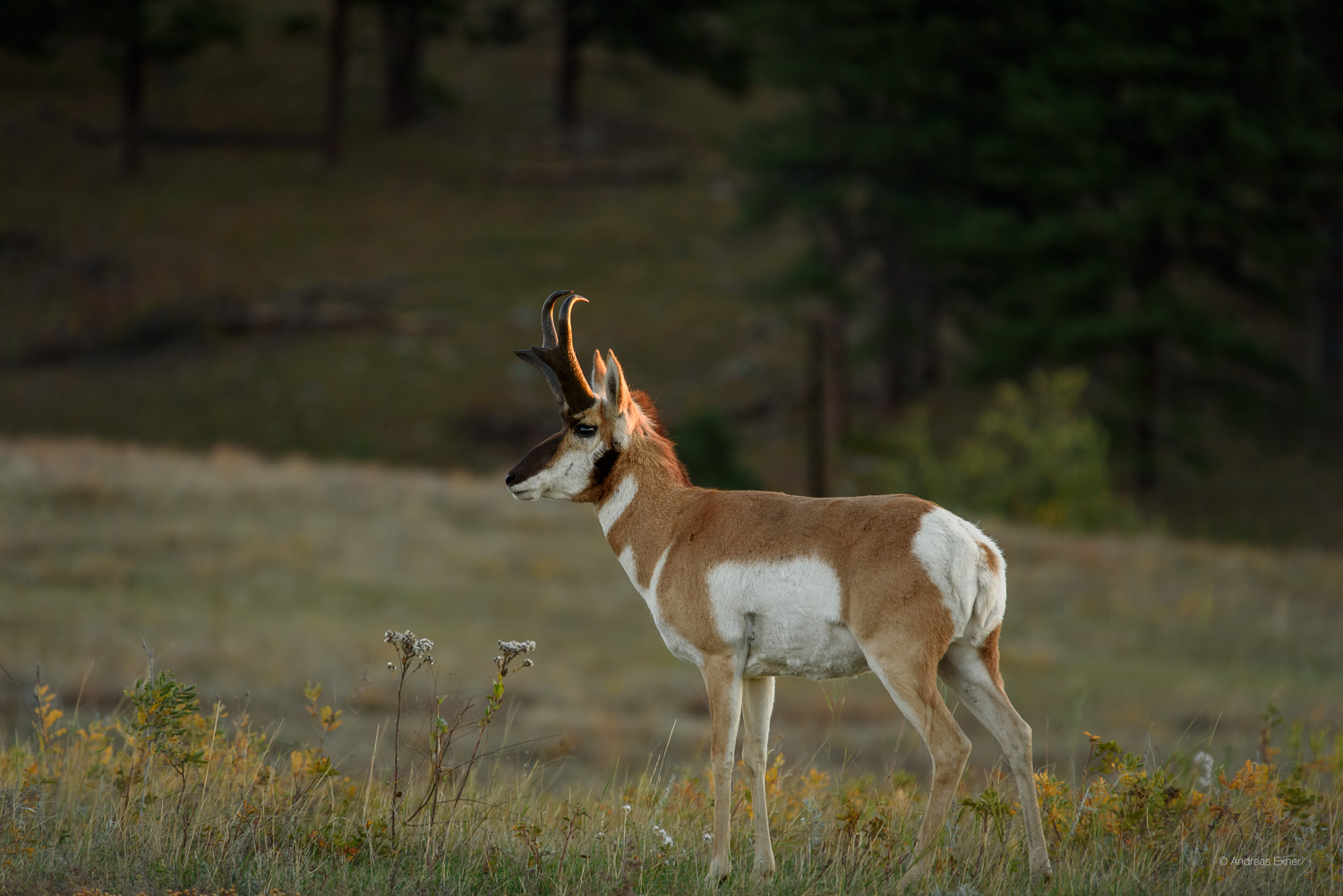 Pronghorn, Custer Sate Park, Black Hills, South Dakota