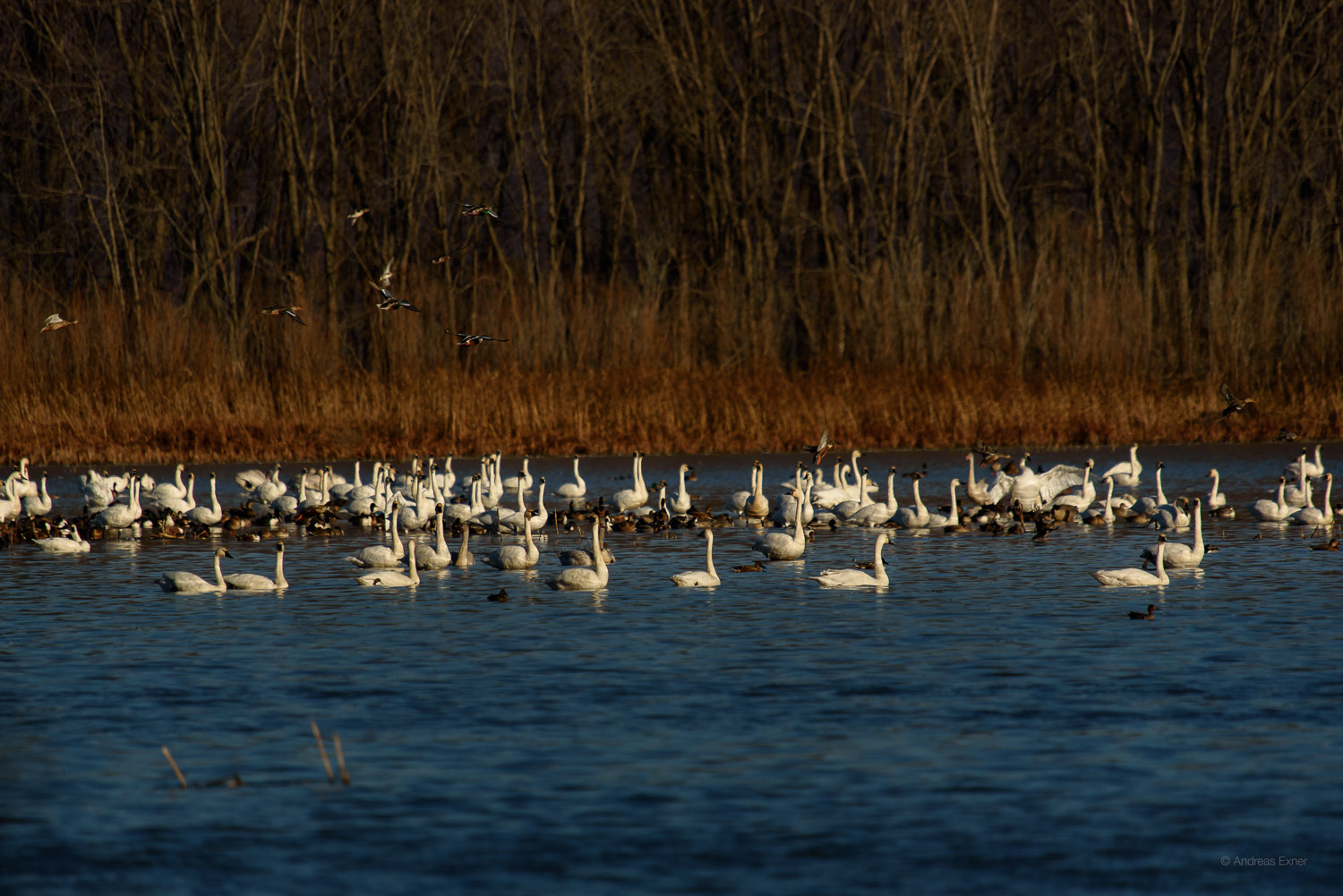 Tundra Swans, Harper's Slough, Mississippi River, Iowa