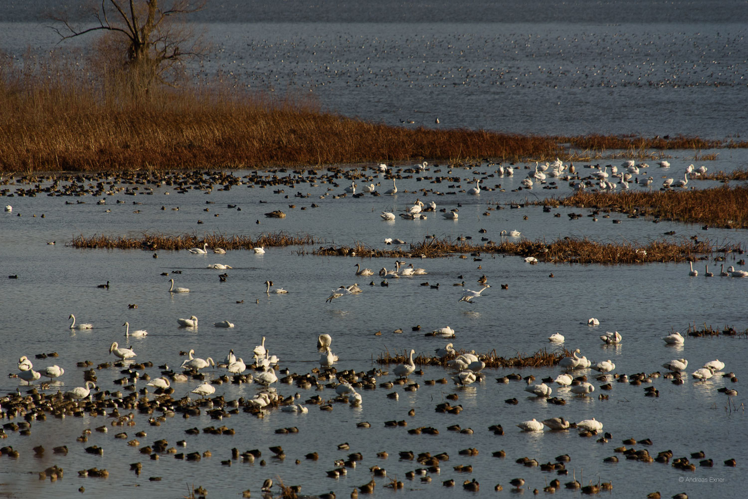 Ten thousands of ducks during migration