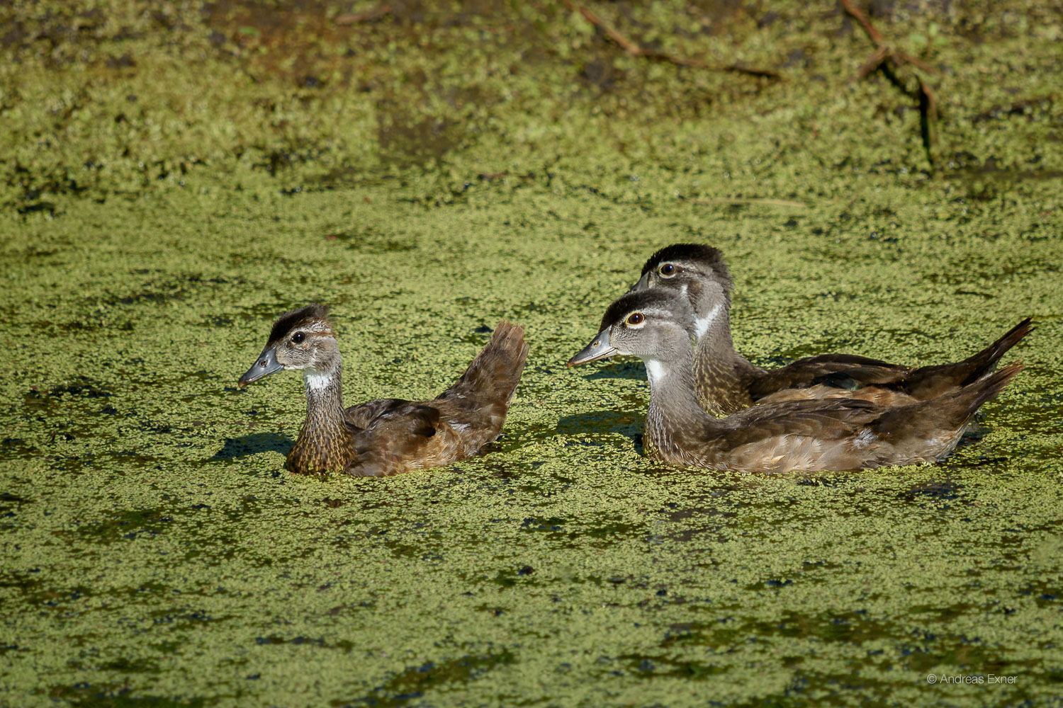 WOOD DUCK, JUVENILES