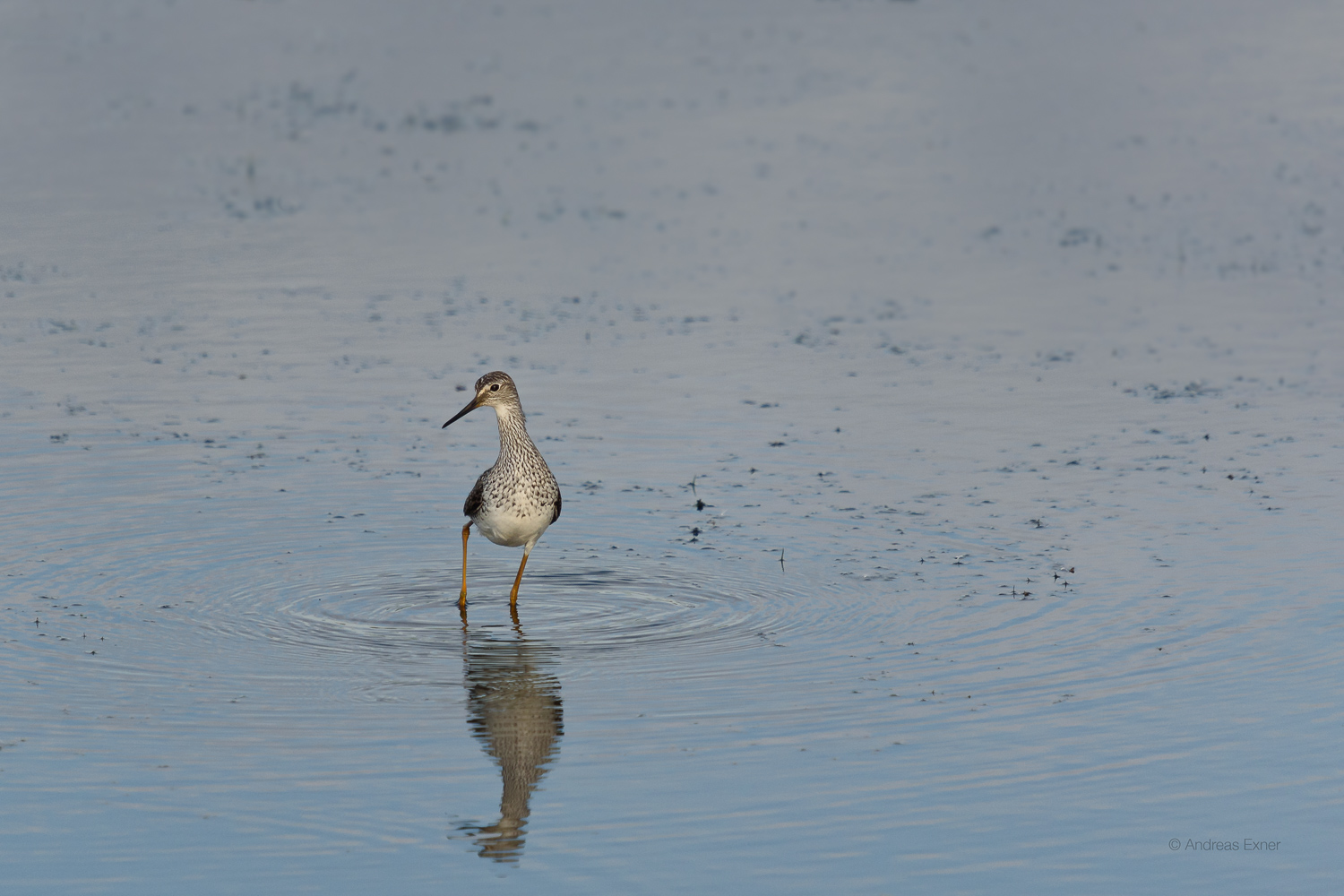 LESSER YELLOWLEGS