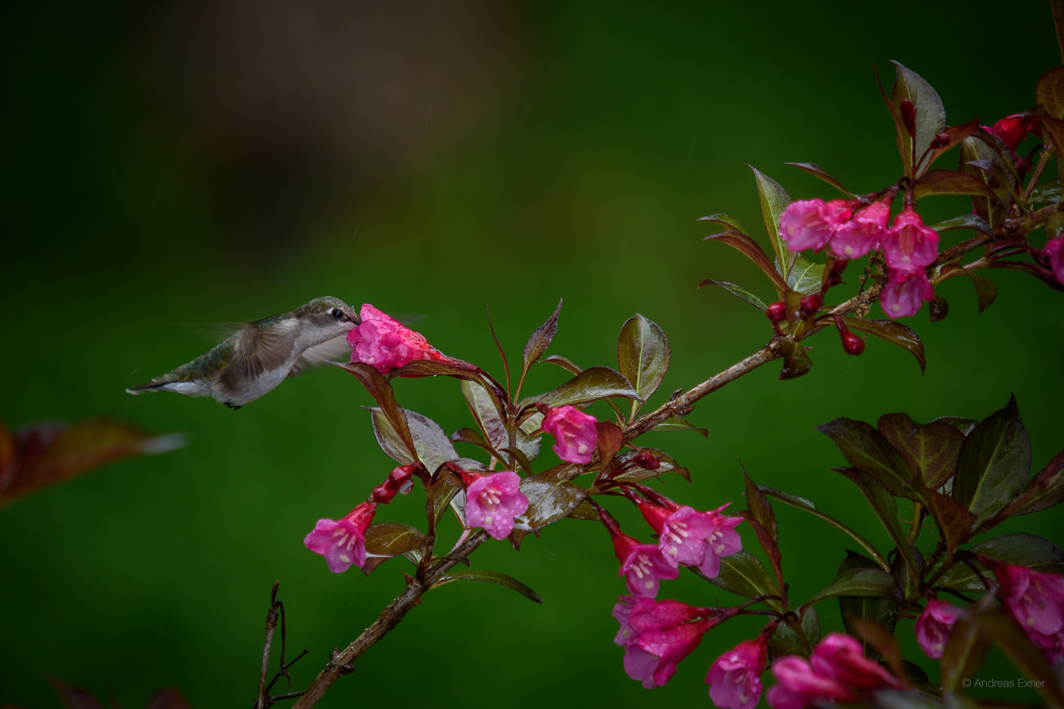 RUBY-THROATED HUMMINGBIRD ♀️