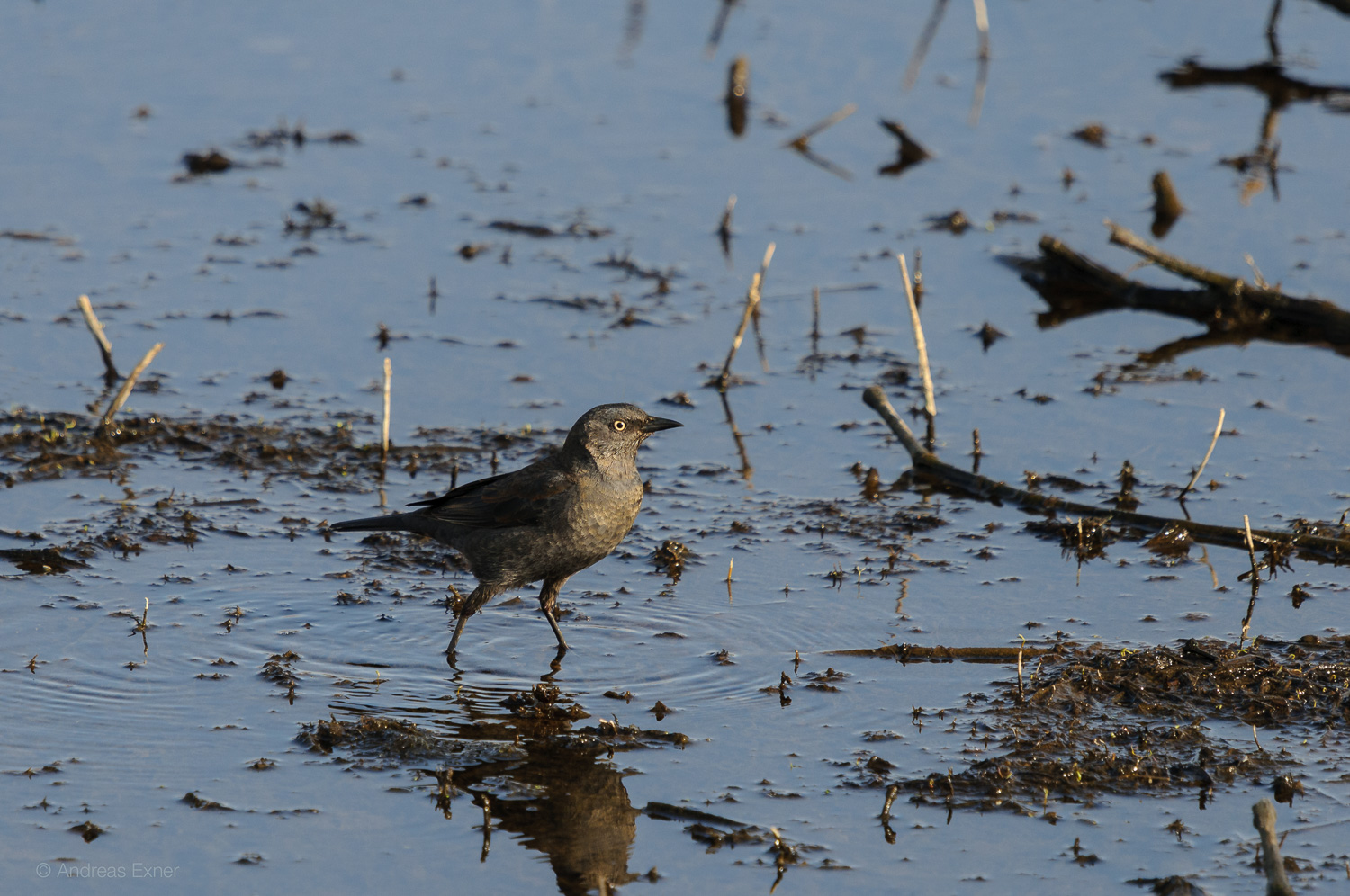 RUSTY BLACKBIRD