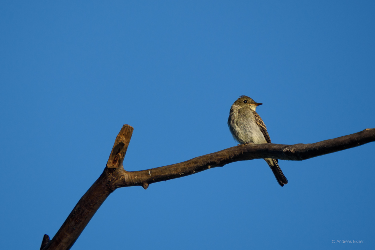 EASTERN WOOD-PEWEE