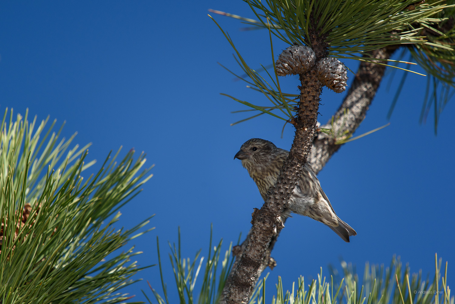 Juvenile Red Crossbill