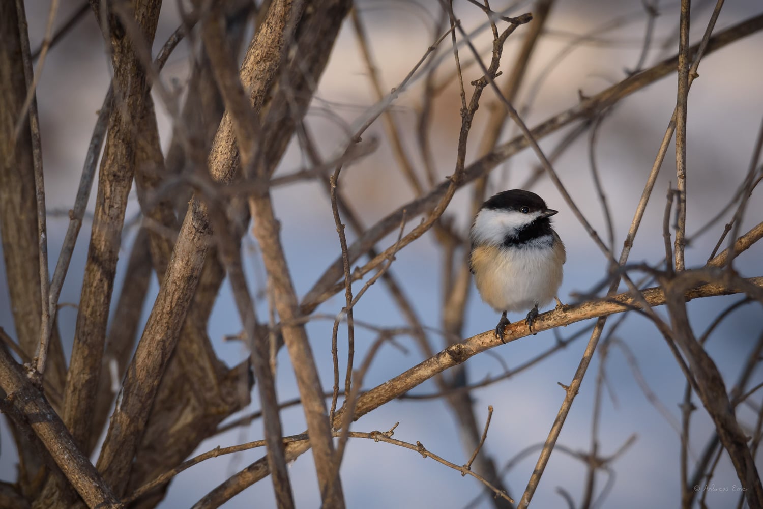 Black-capped Chickadee