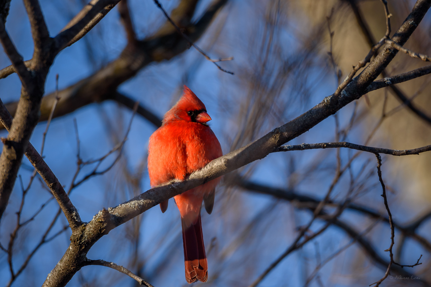 Male Northern Cardinal