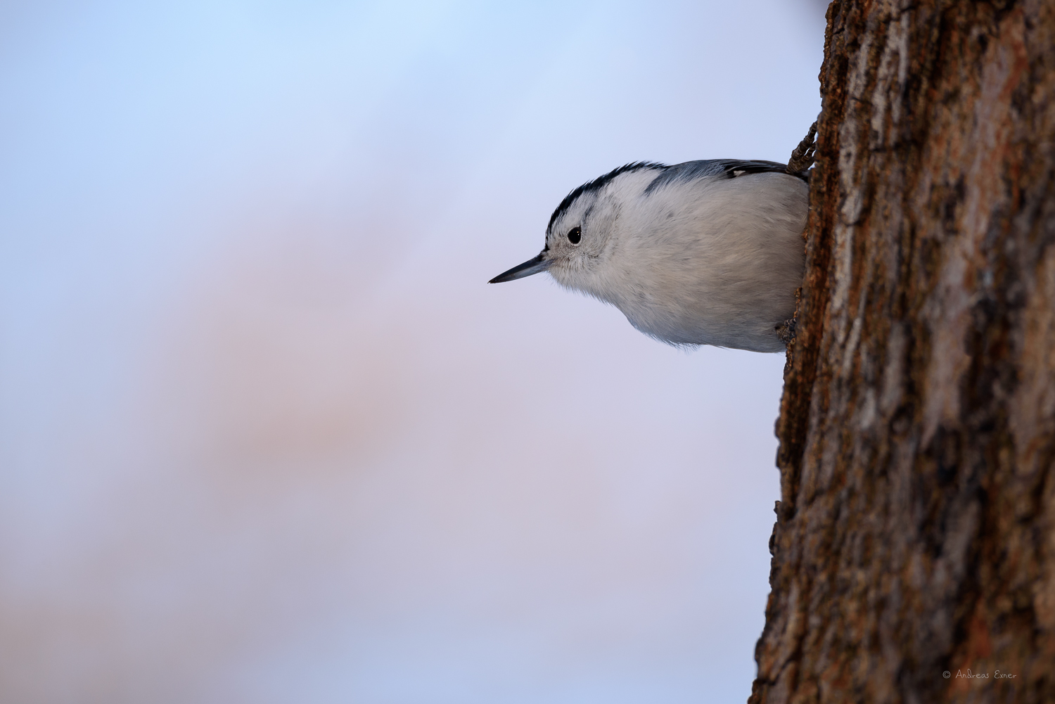White-breasted Nuthatch, Little Maquoketa River Valley, Iowa