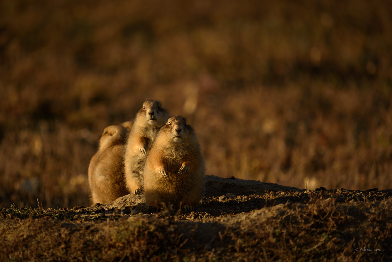 Black-tailed Prairie Dogs