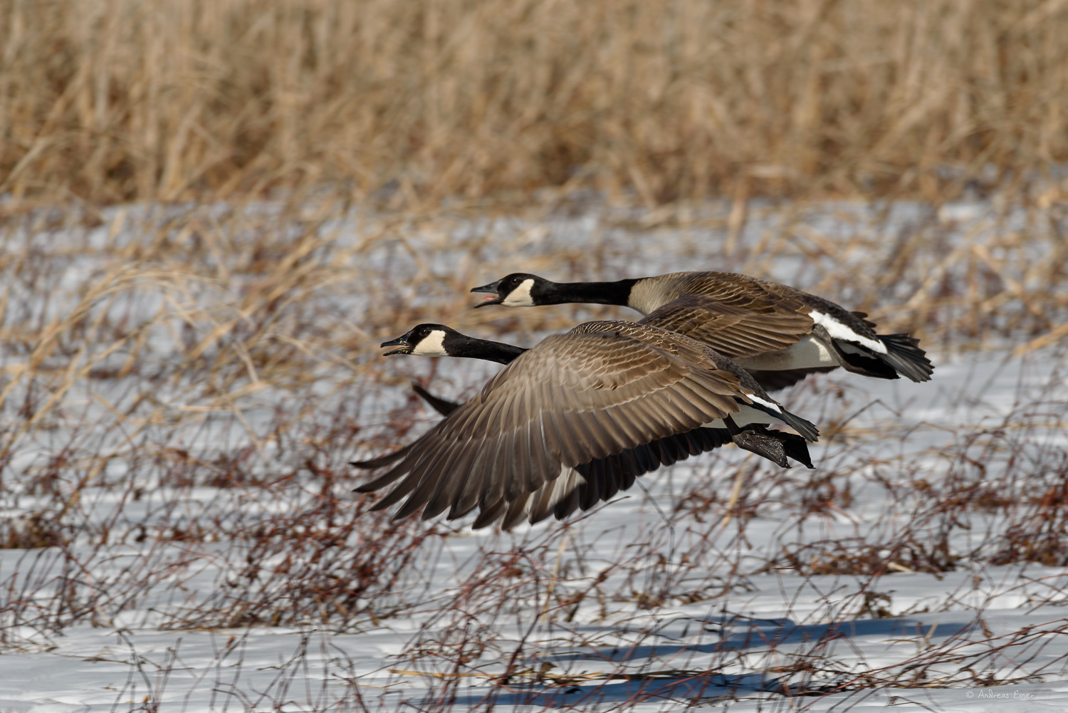 Canada Geese, Green Island Wetlands, Iowa