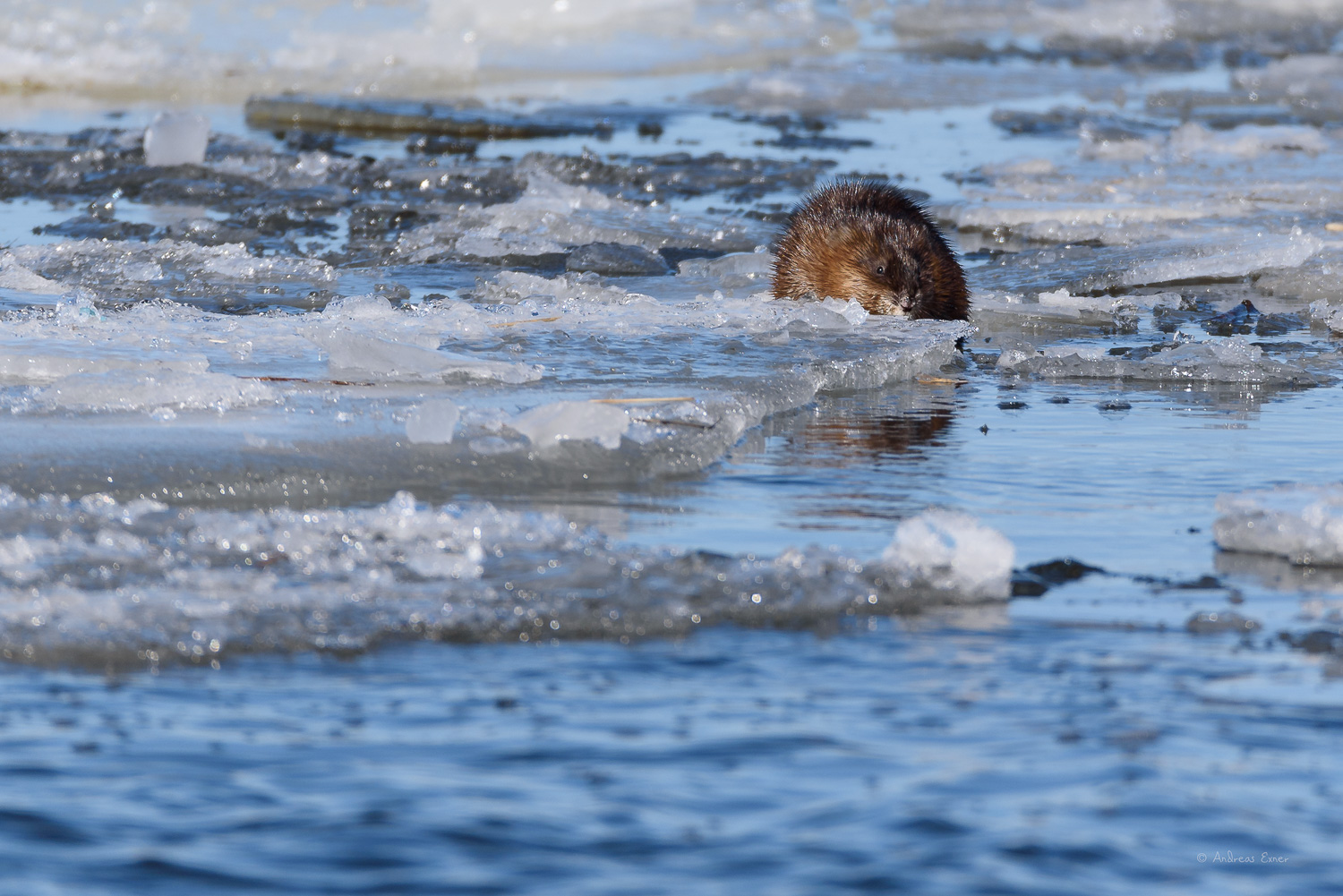 Common Muskrat, Mississippi River, Goose Island County Park, Wisconsin