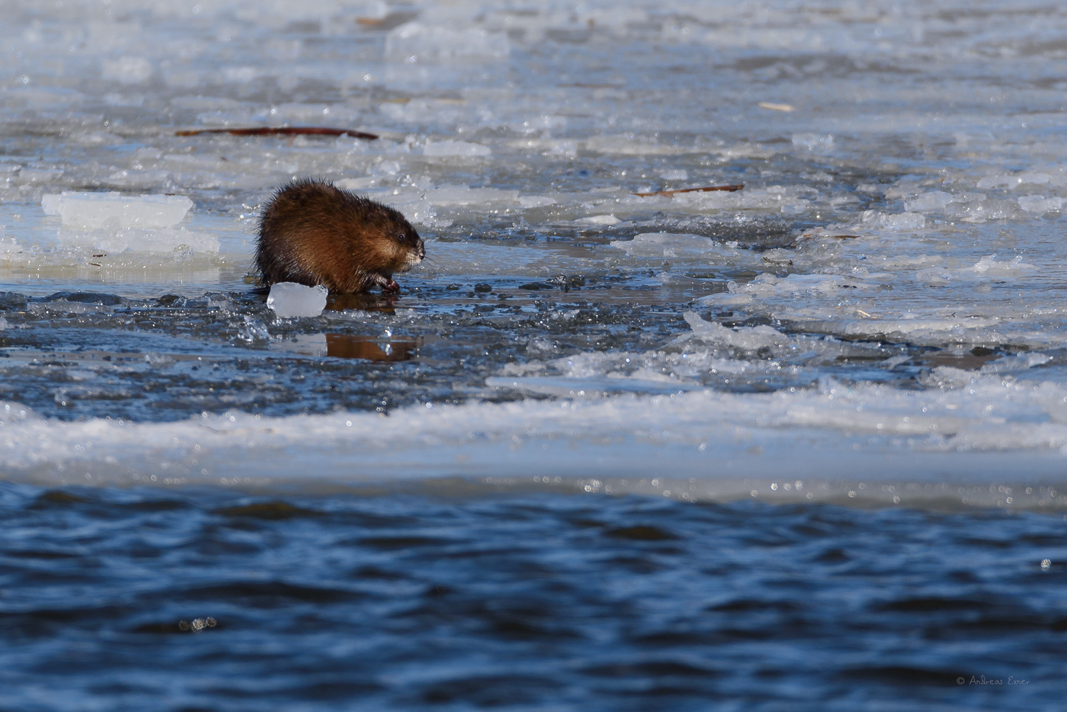 All images: Nikon D750, Sigma 150-600mm / f5-6.3 DG OS HSM Sports Lens,