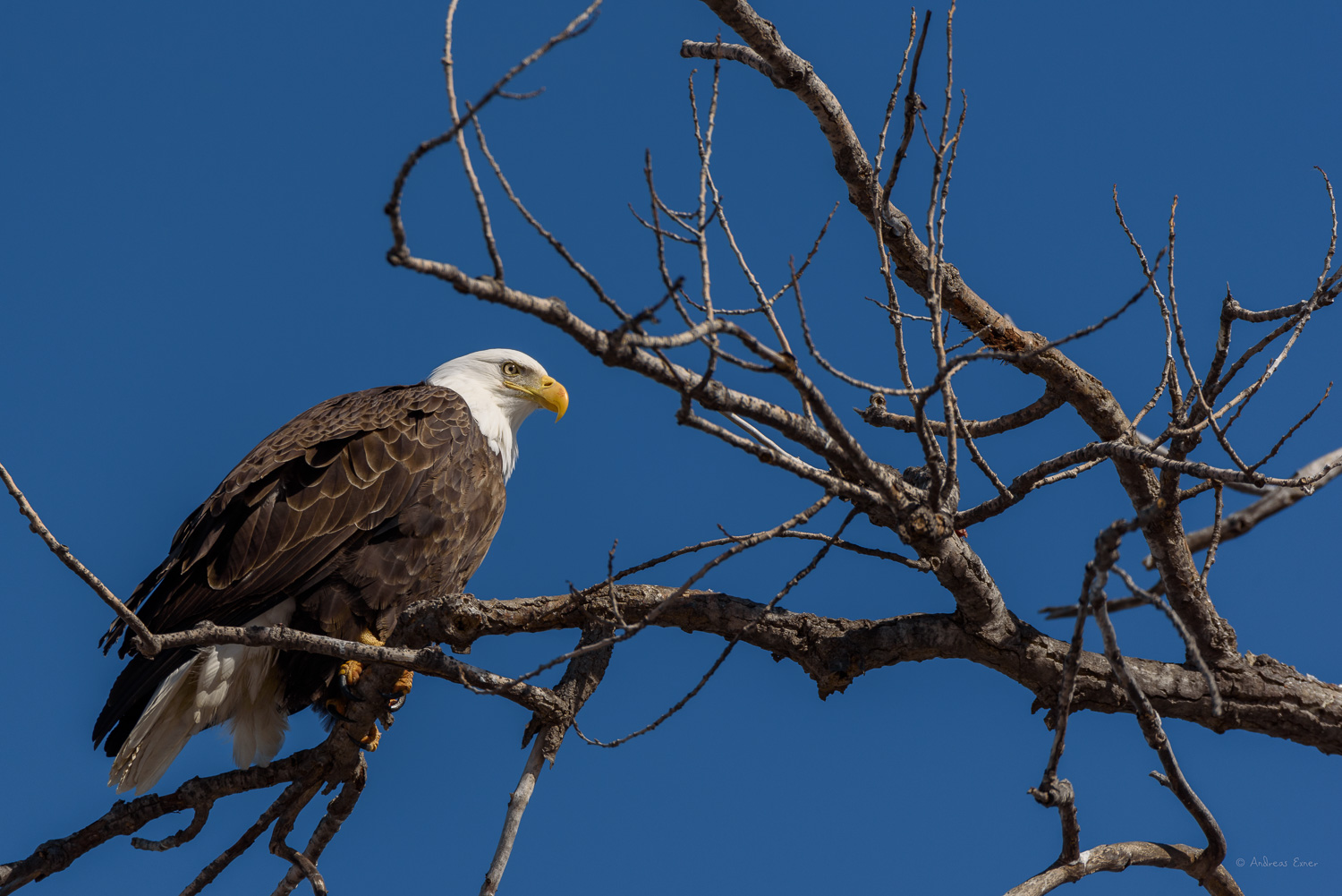 Bald Eagle, Mississippi River, Dubuque, Iowa