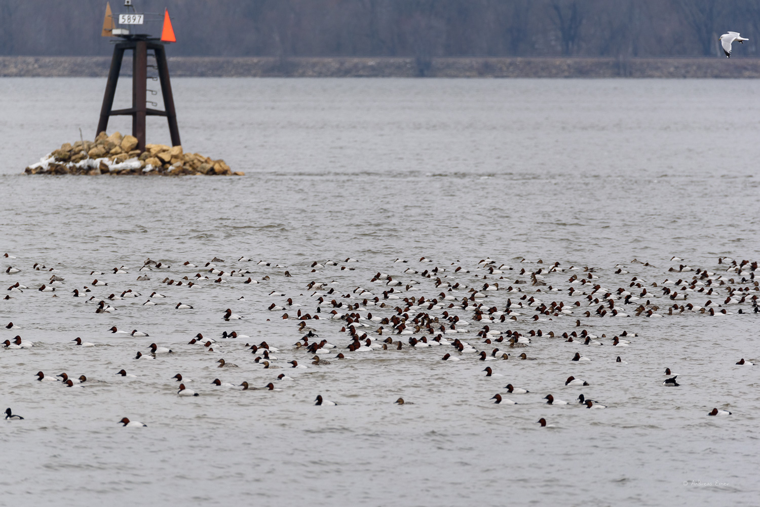 Canvasbacks, Mississippi River, Mud Lake, Iowa
