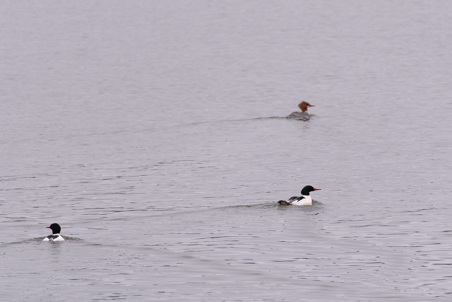 Common Mergansers, Mississippi River, dam #11, Wisconsin