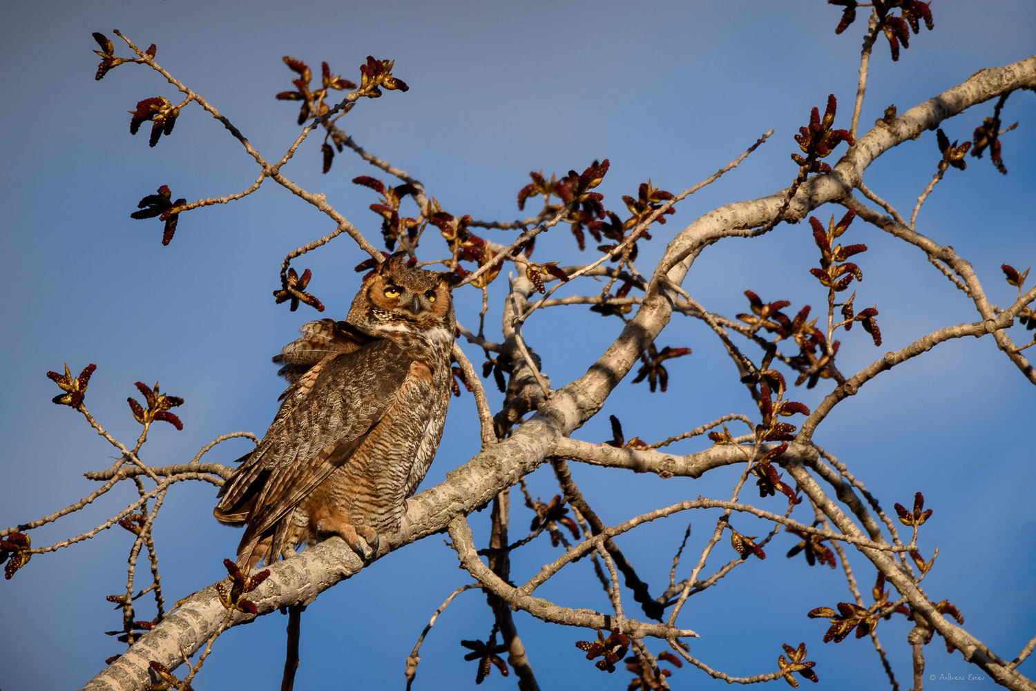 Nikon D750, Sigma 150-600mm / f5-6.3 DG OS HSM Sports Lens, tripod, Induro GHB2 gimbal head