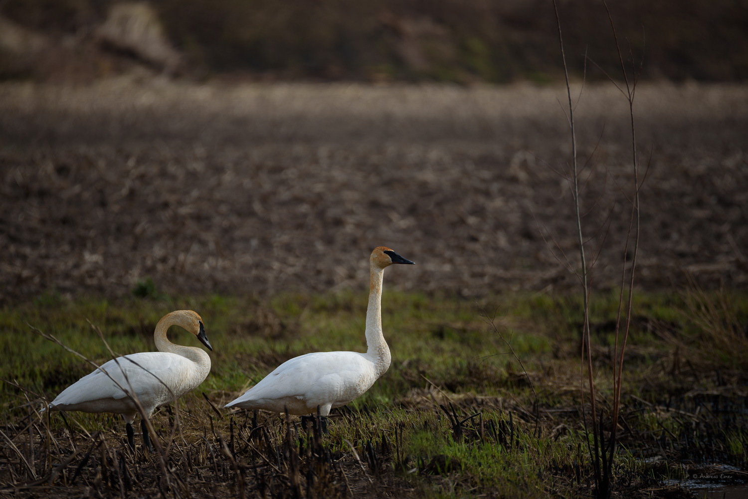Nikon D750, Sigma 150-600mm / f5-6.3 DG OS HSM Sports Lens