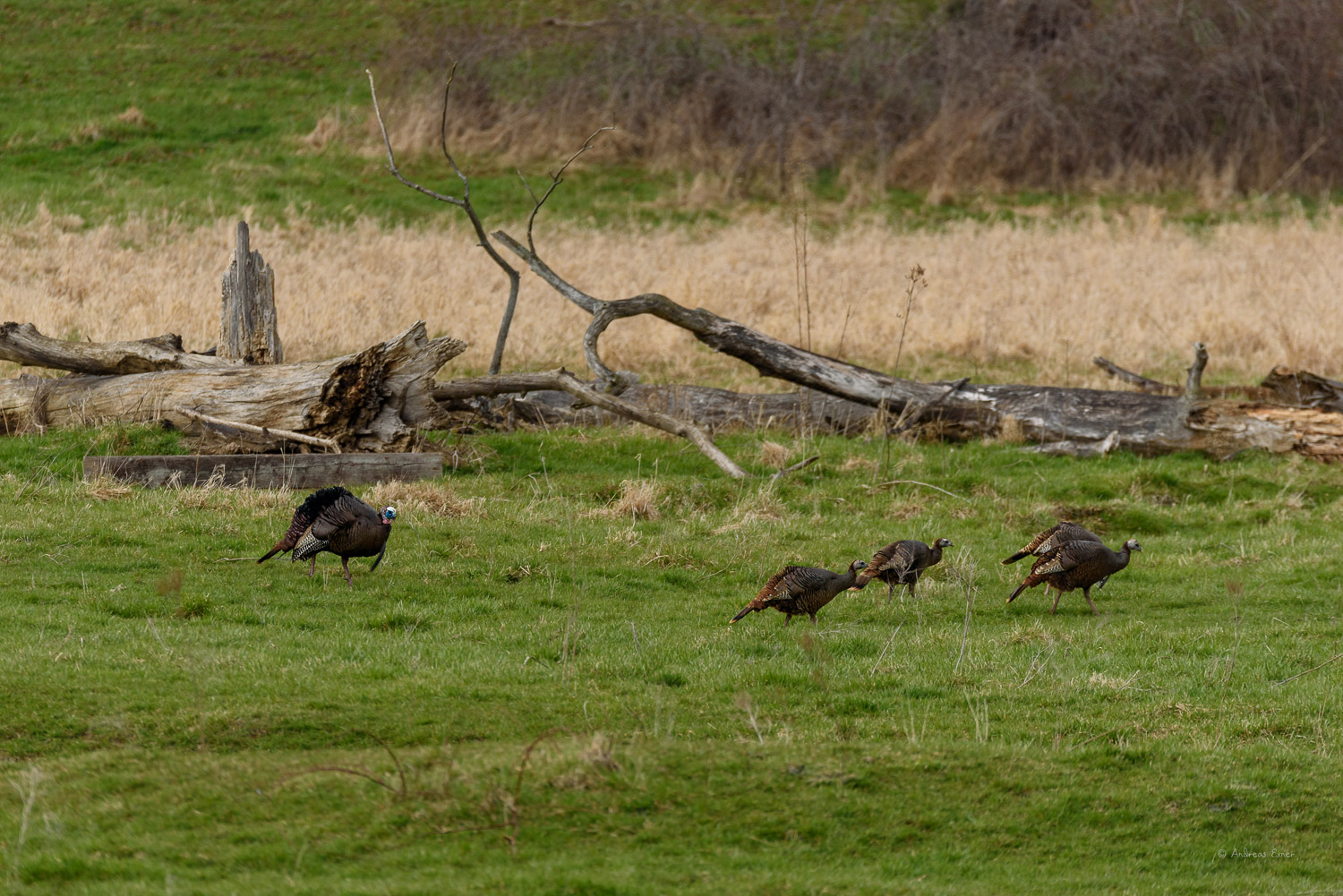 All images: Nikon D750, Sigma 150-600mm / f5-6.3 DG OS HSM Sports Lens