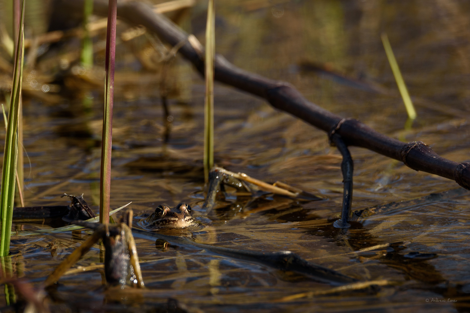 Northern Leopard Frog, Mines of Spain Recreation Area, Dubuque, Iowa