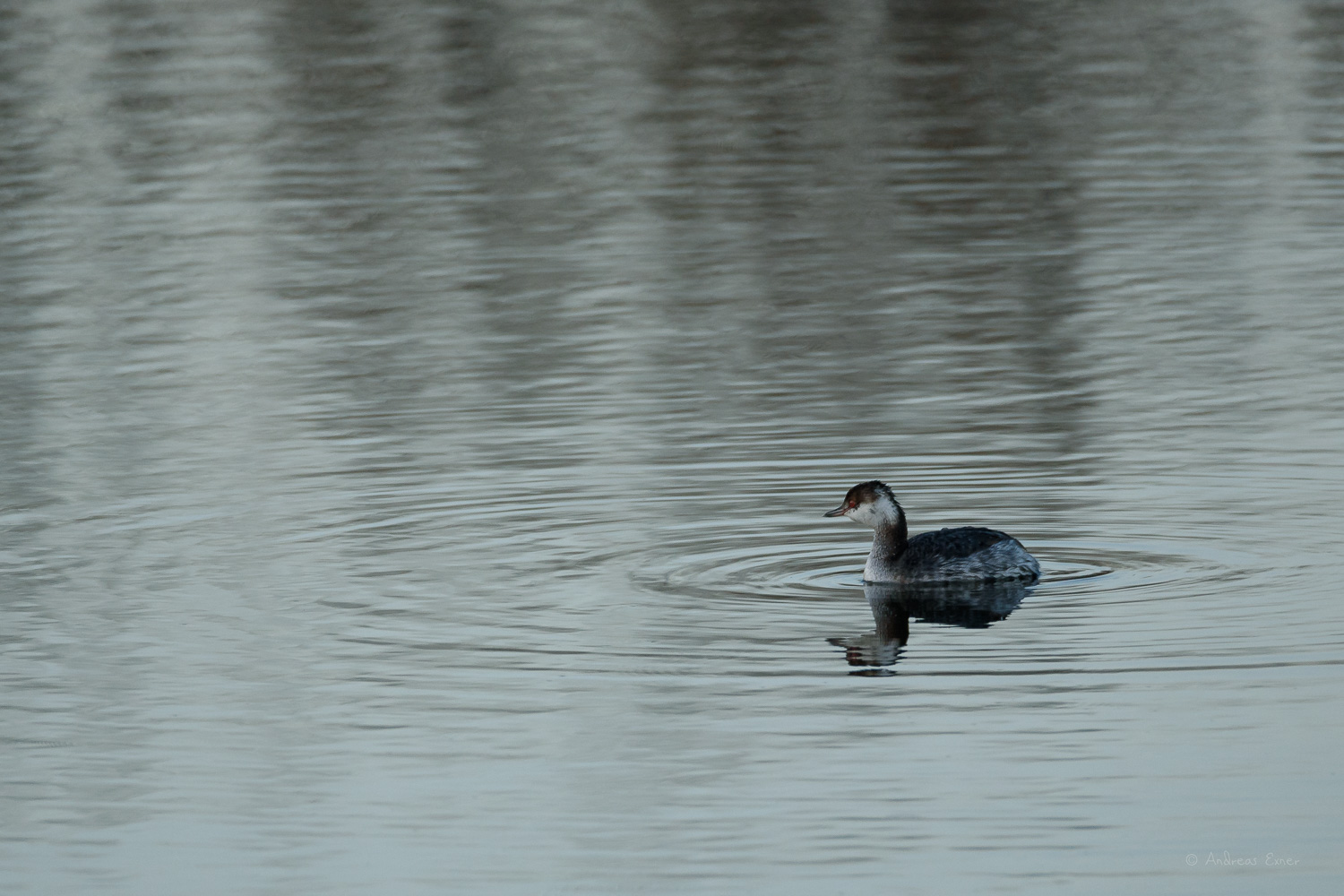 HORNED GREBE