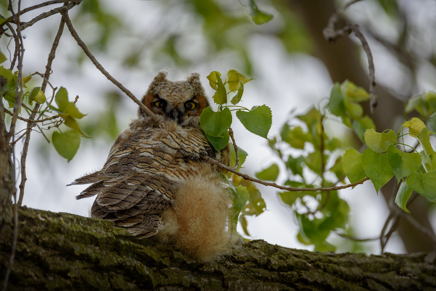 Owlet #1