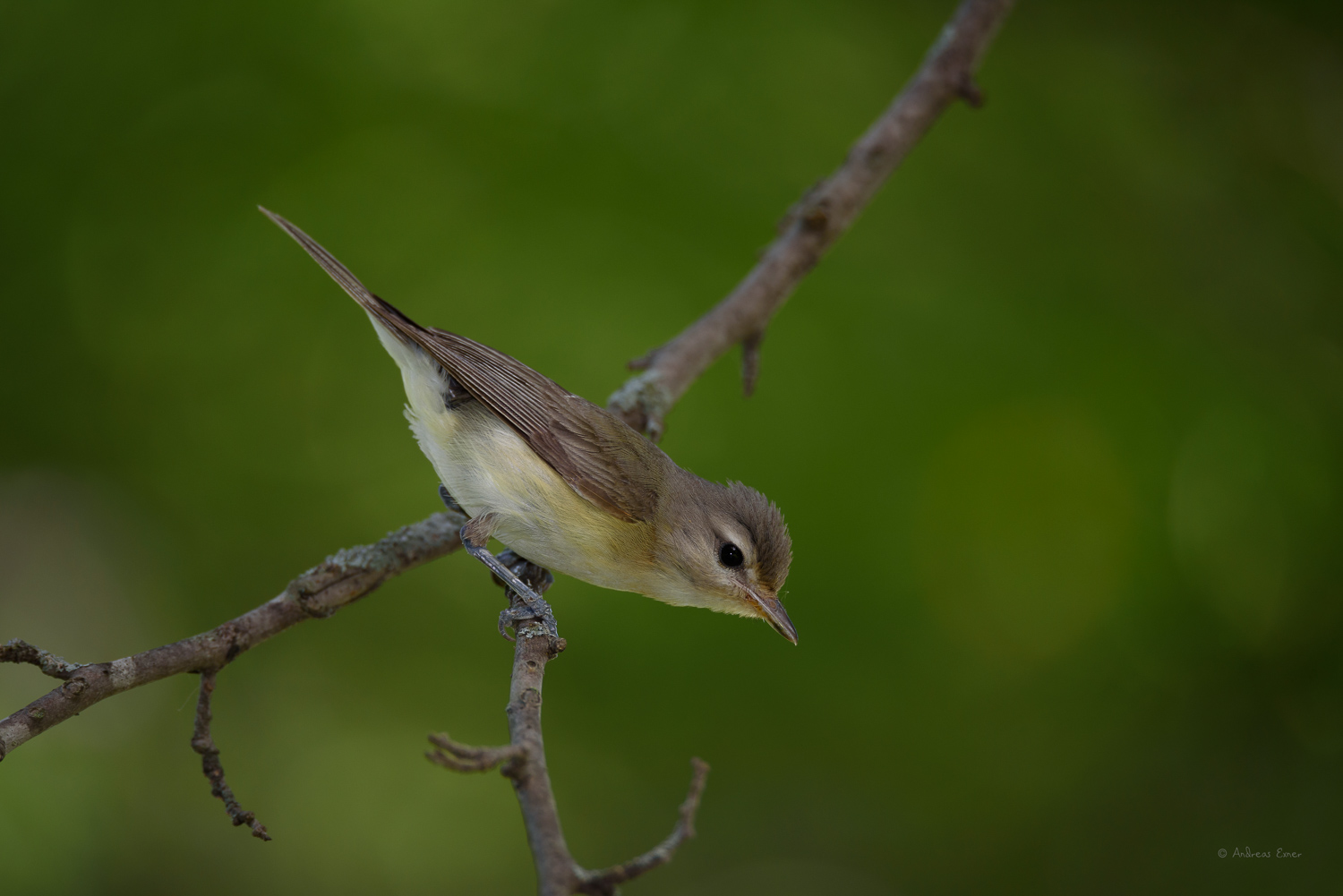 Warbling Vireo, Mines of Spain, Dubuque, Iowa