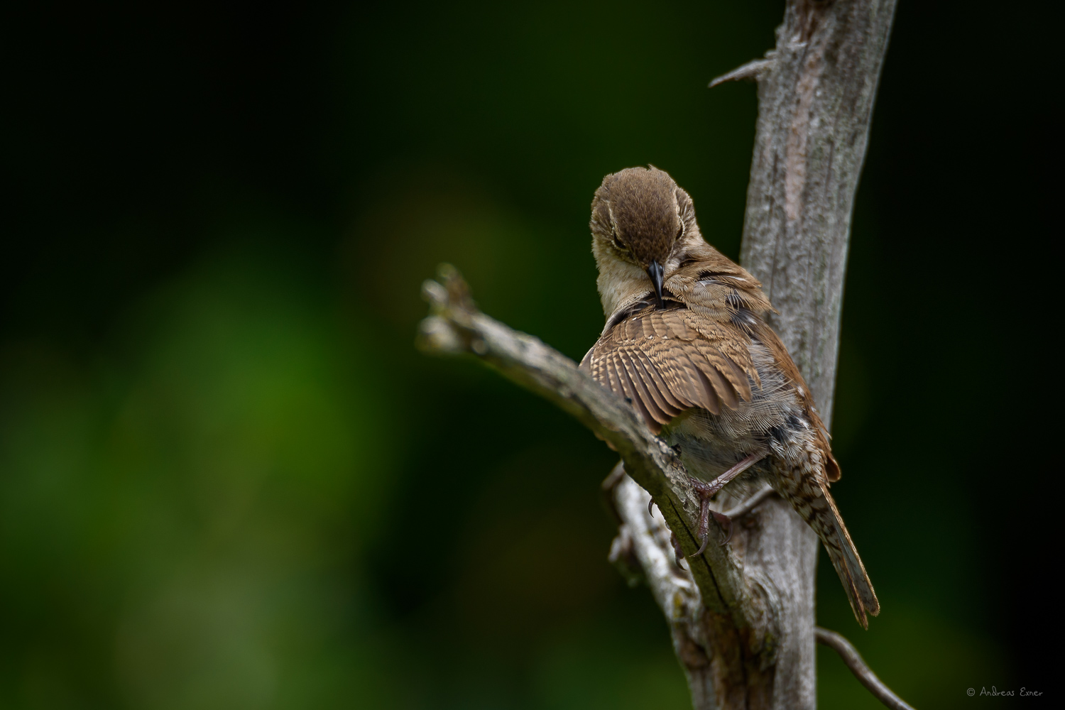 Male House Wren
