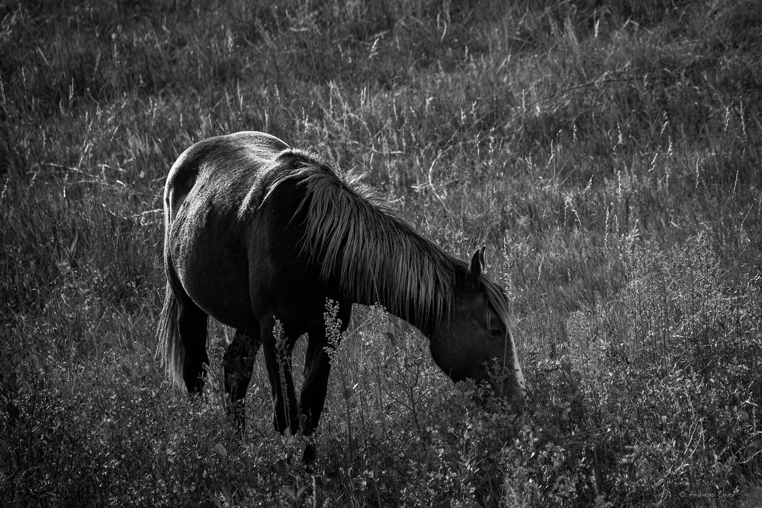 Wild Horse, Theodore Roosevelt National Park ----