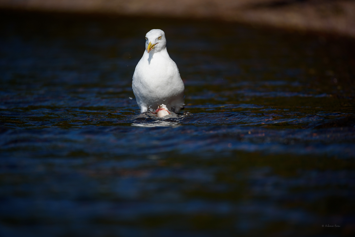 All images: Nikon D750, Sigma 150-600mm / f5-6.3 DG OS HSM Sports Lens