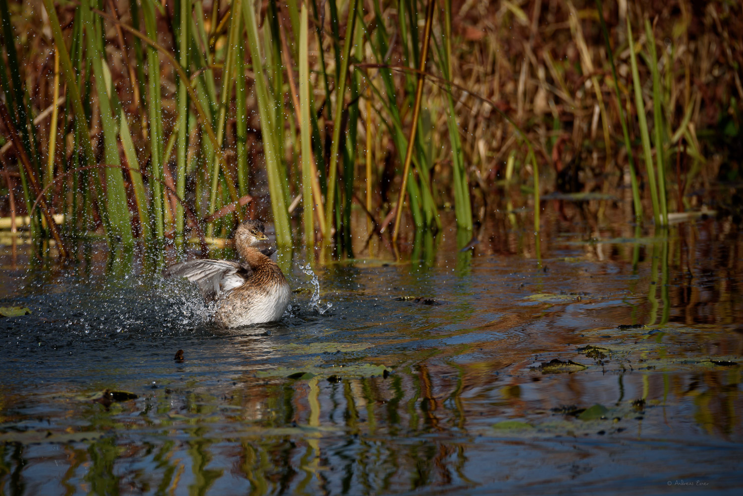 Pied-billed Grebe, Green Island Wetlands, Mississippi River, Iowa ----- 