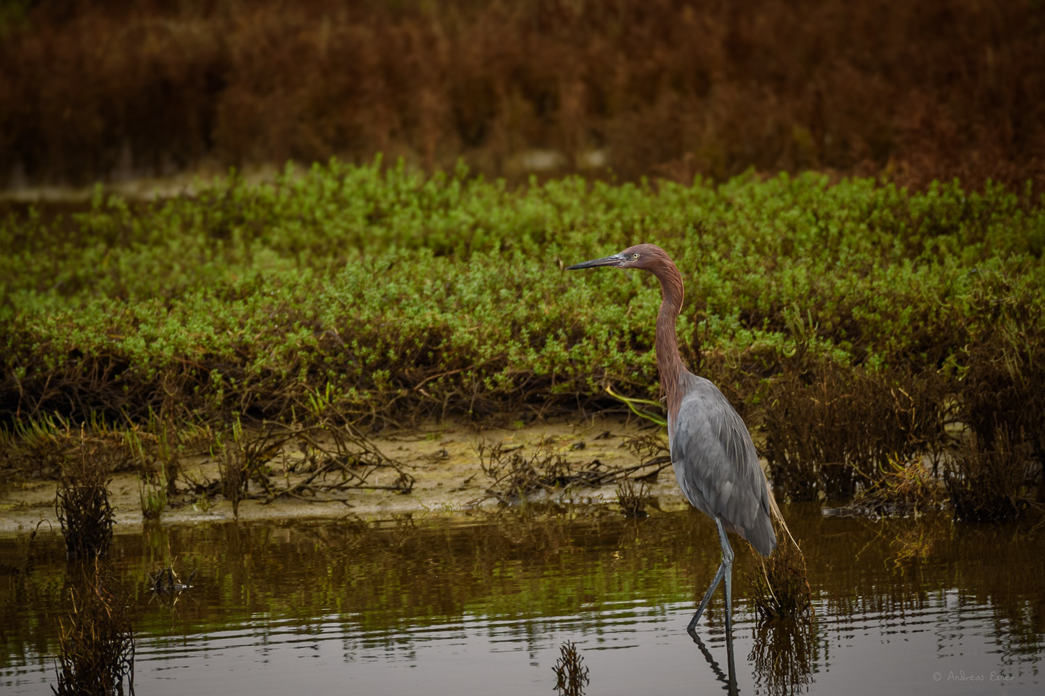 Bolsa Chica Ecological Reserve, Huntington Beach, California ---------