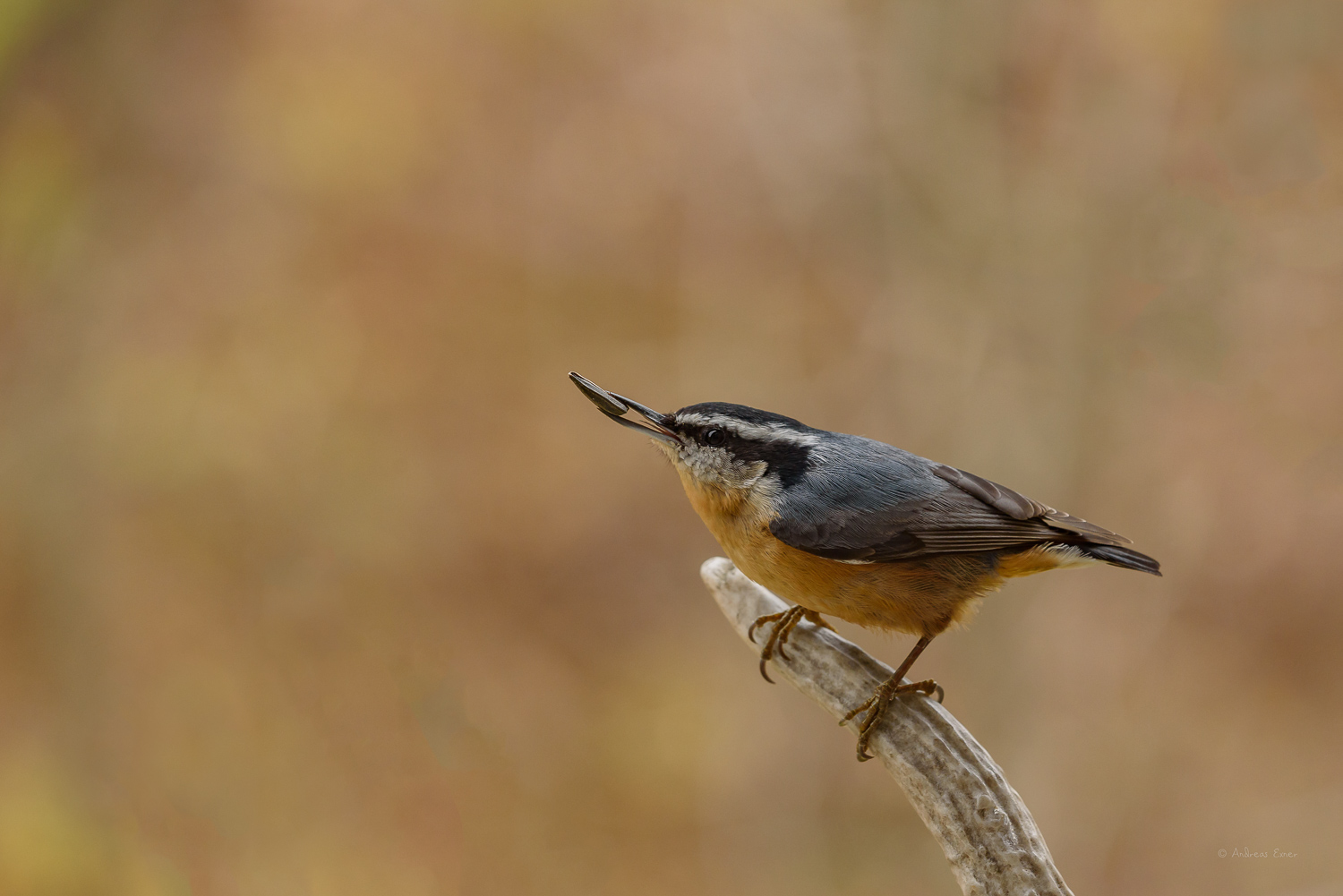 Red-breasted Nuthatch ------------