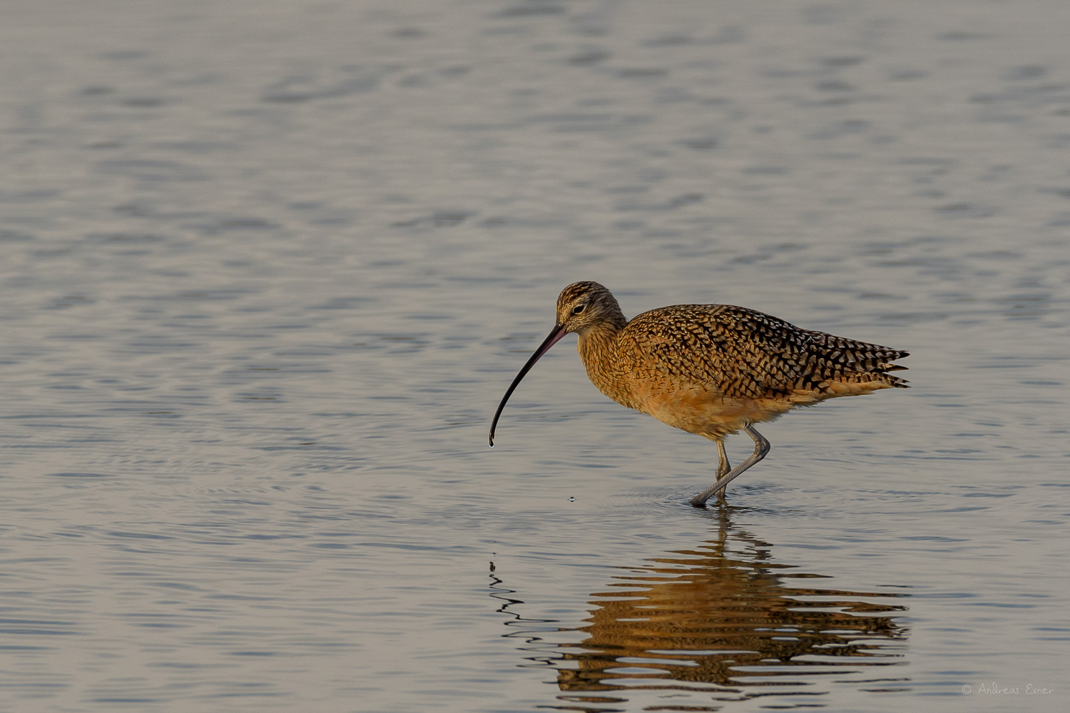 LONG-BILLED CURLEW